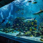 aquarium boston