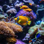 Aquarium Le Cap