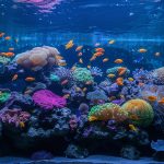 aquarium perth