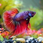 Betta splendens