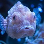 blobfish