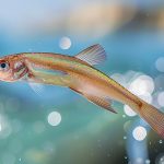 Poisson volant : Tout savoir sur ce poisson d’eau douce