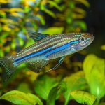 Poisson zèbre – Danio rerio – Fiche poissons
